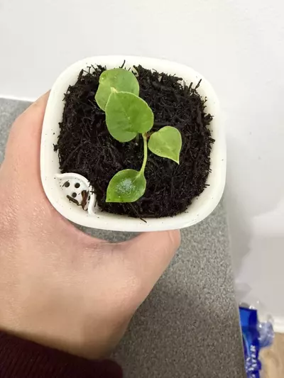 plant/Anthurium (Crystal x Ace of Spades) x Forgetti-2-thumbnail