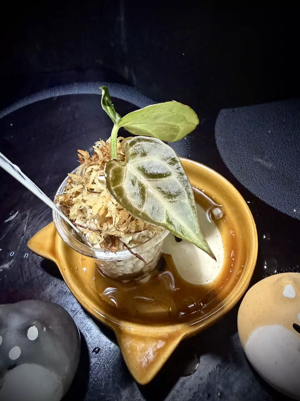 plant/Pink Lemonade x Black Widow Michelle 0457 G-2