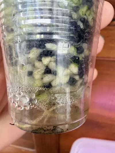 plant/Alocasia Black Velvet Gold var ✨#71-3-thumbnail