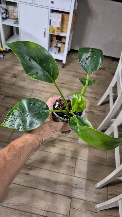 plant/8230 Philodendron Green Princess-0-thumbnail