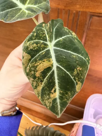 plant/Alocasia Black Velvet Gold var ✨#71-0-thumbnail