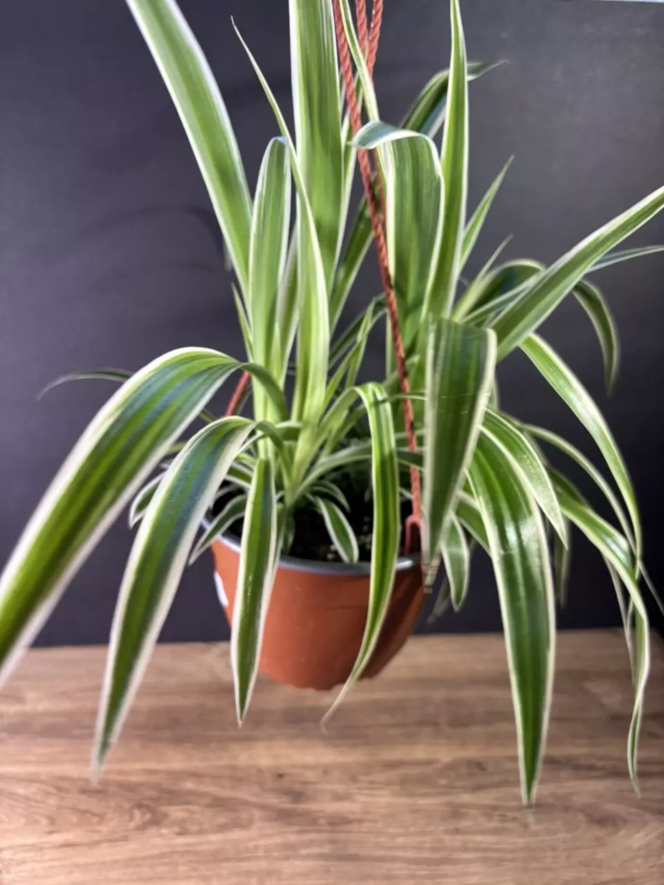 plant/Spider Plant - Reverse 6” HB - grower’s choice-0