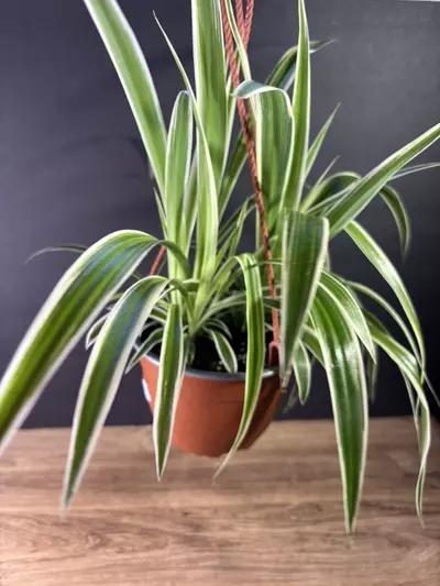 plant/Spider Plant - Reverse 6” HB - grower’s choice-0-thumbnail