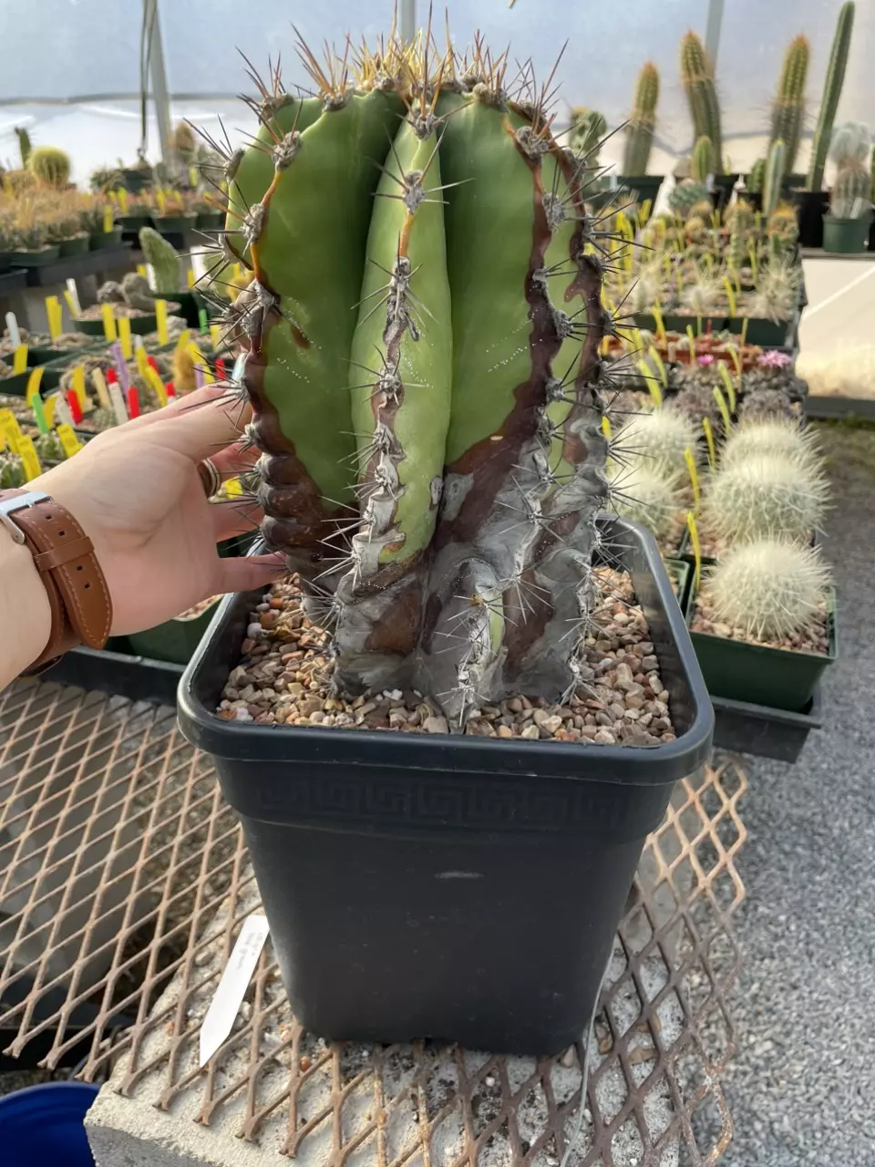 plant/Astrophytum ornatum, over 25 years old-7