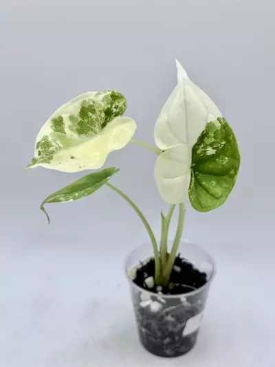 plant/Alocasia Dragonscale Albo-1-thumbnail