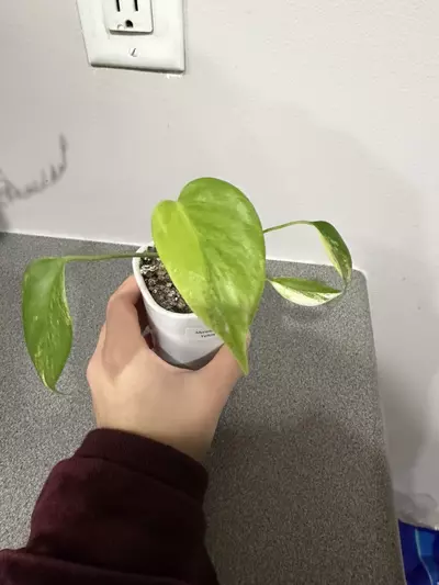 plant/Monstera Deliciosa Yellow Marilyn-2-thumbnail