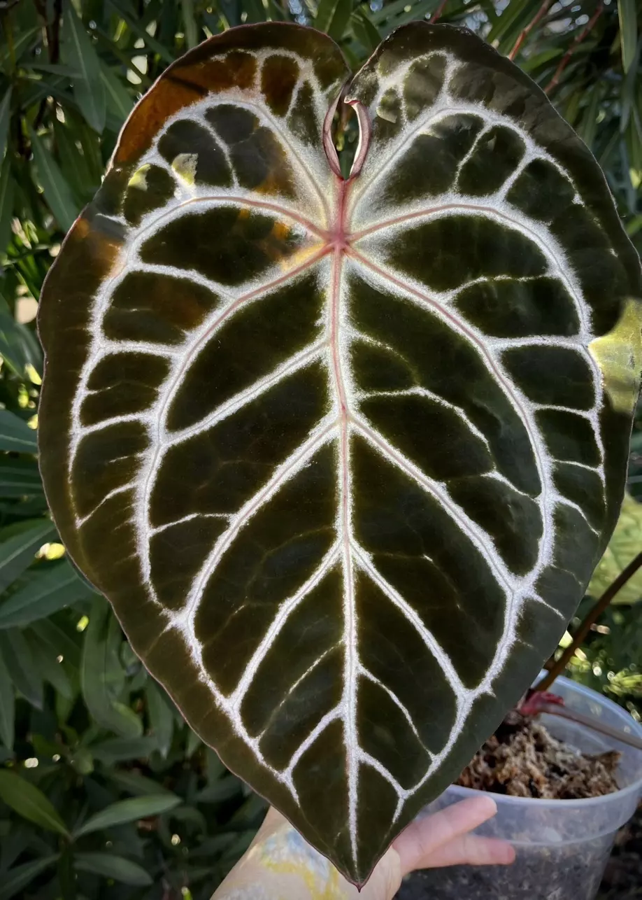 plant/Fused Sinus Pink Lemonade x Black Widow Michelle 0454 G-0