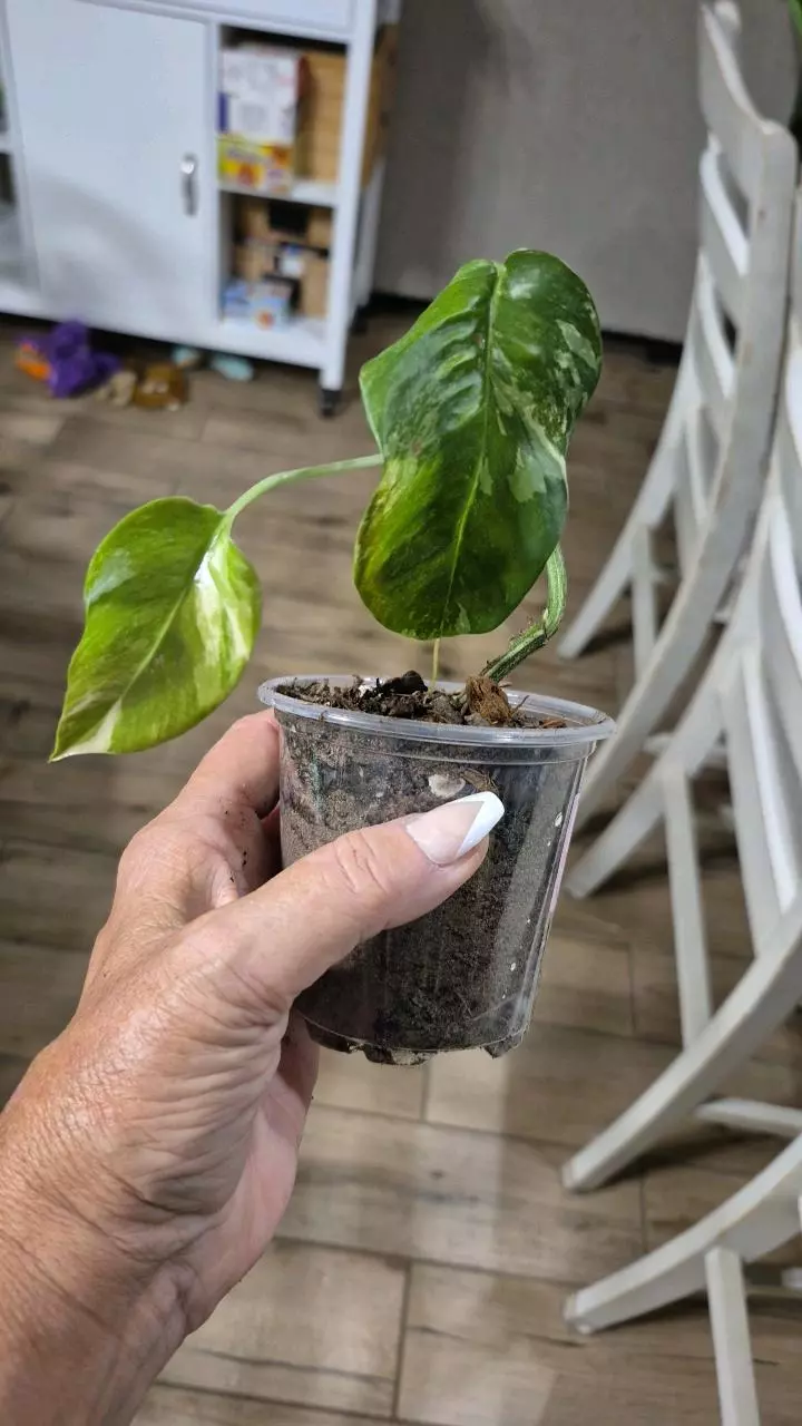 plant/8223 Epipremnum Pinnatum Albo-0