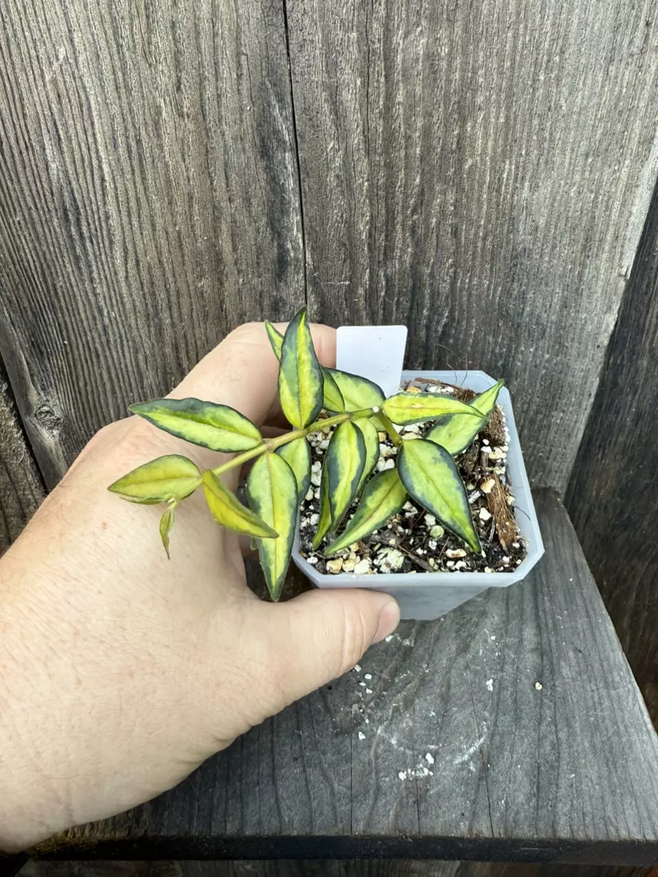 plant/Hoya Bella Luis Bois inner variegated-1