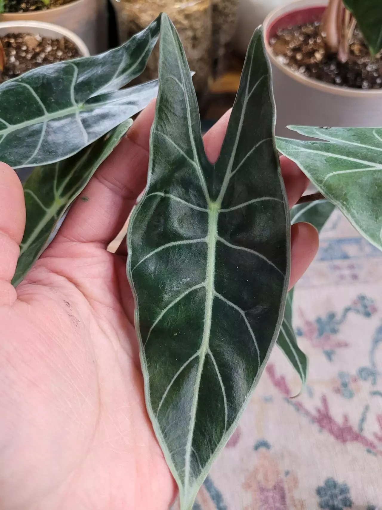 plant/Alocasia Longiloba Corm 1-120-1