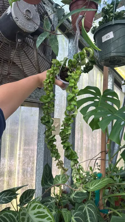 plant/705 Hoya Compacta-0-thumbnail