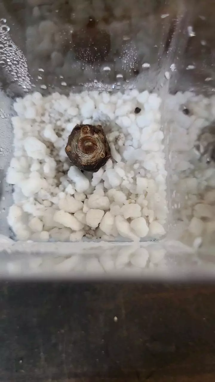 plant/Alocasia Polly Corm 1-116-0