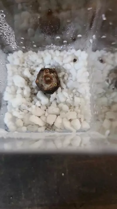 plant/Alocasia Polly Corm 1-116-0-thumbnail