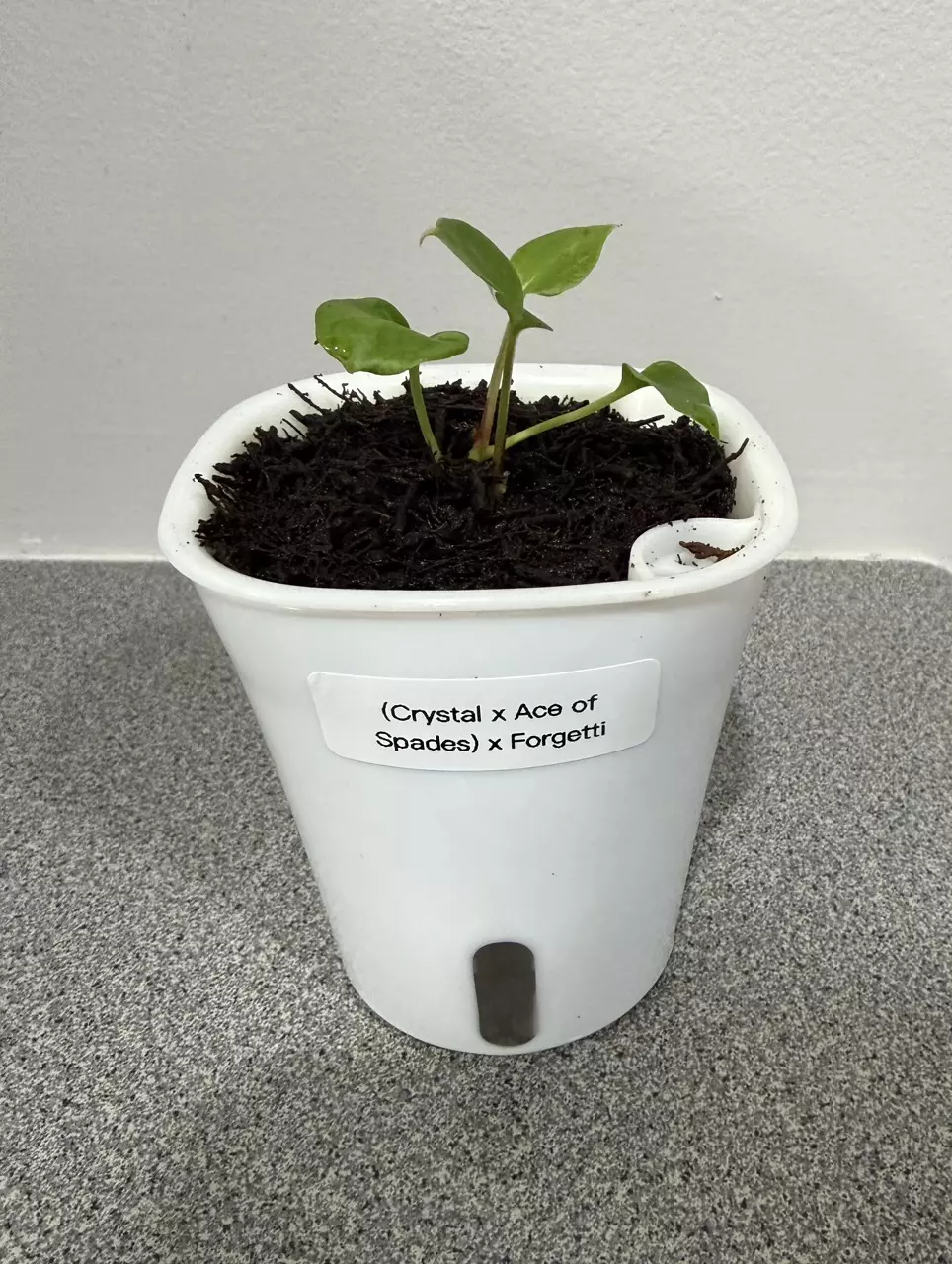 plant/Anthurium (Crystal x Ace of Spades) x Forgetti-0