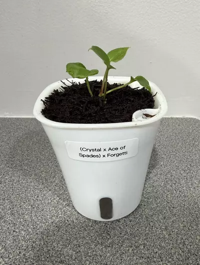 plant/Anthurium (Crystal x Ace of Spades) x Forgetti-0-thumbnail