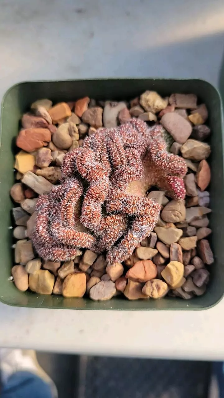 plant/Echinopsis minima crest-0