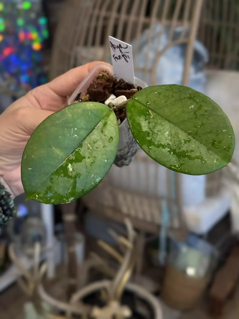 plant/233-Hoya Fungii rooted in chunky mix cpl cosmetic imperfections-0