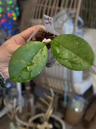 plant/233-Hoya Fungii rooted in chunky mix cpl cosmetic imperfections-0-thumbnail