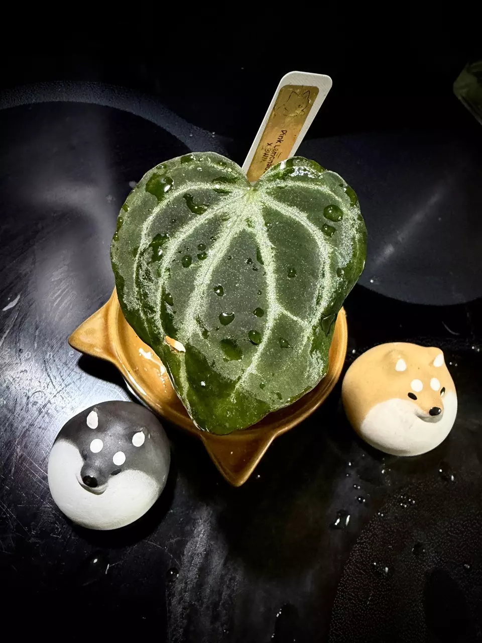 plant/Pink Lemonade x Black Widow Michelle 0455 G-1