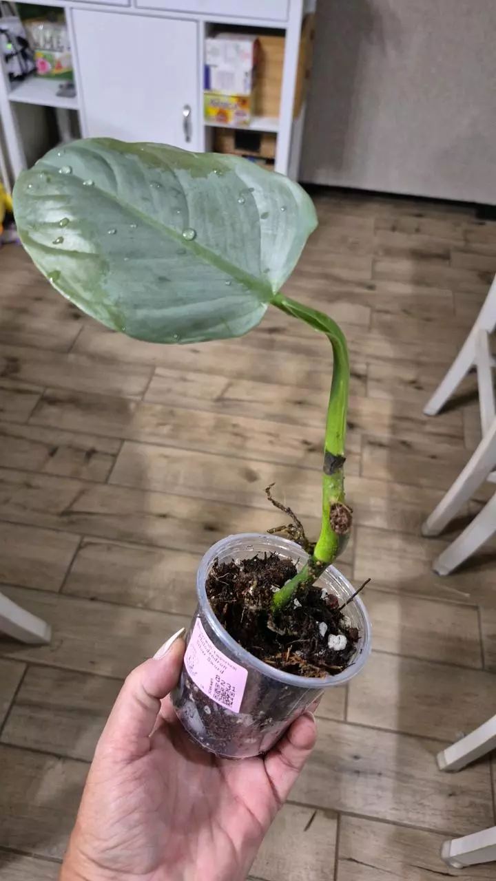 plant/8231 Philodendron Silver Sword-0