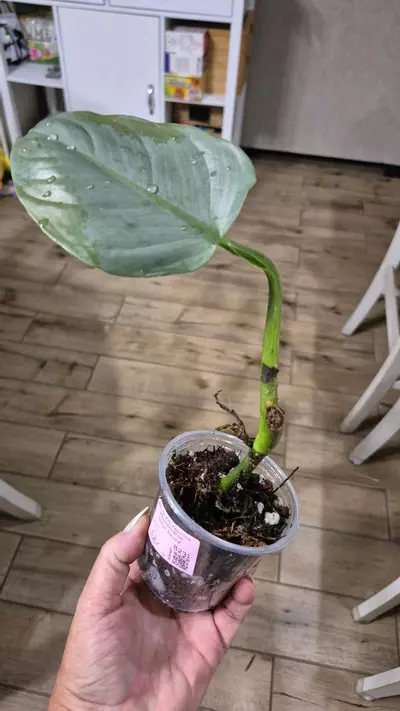 plant/8231 Philodendron Silver Sword-0-thumbnail