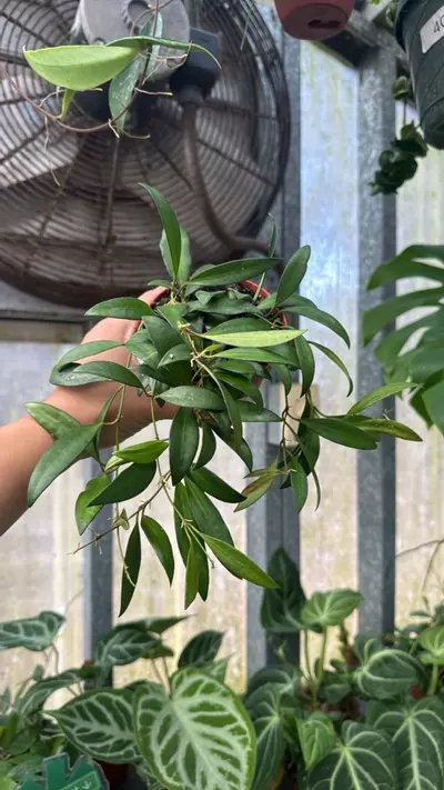 plant/707 Hoya Rosita-0-thumbnail