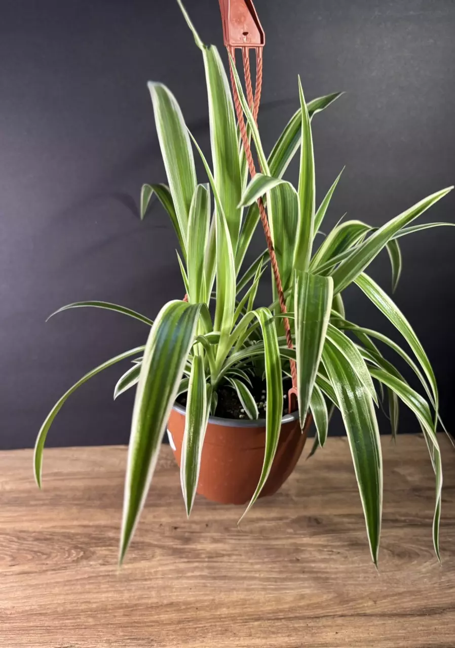 plant/Spider Plant - Reverse 6” HB - grower’s choice-1