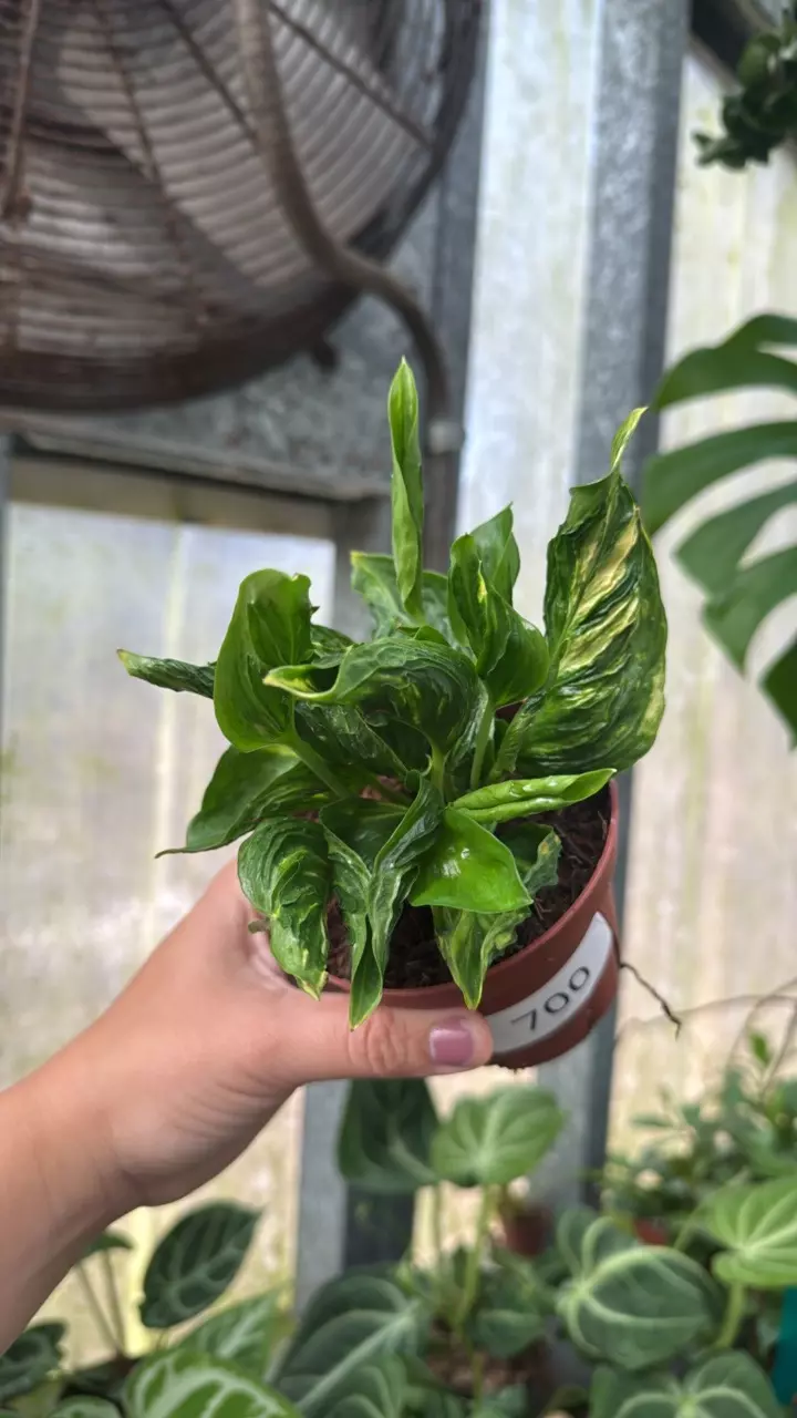 plant/700 Pothos Shangri La-0