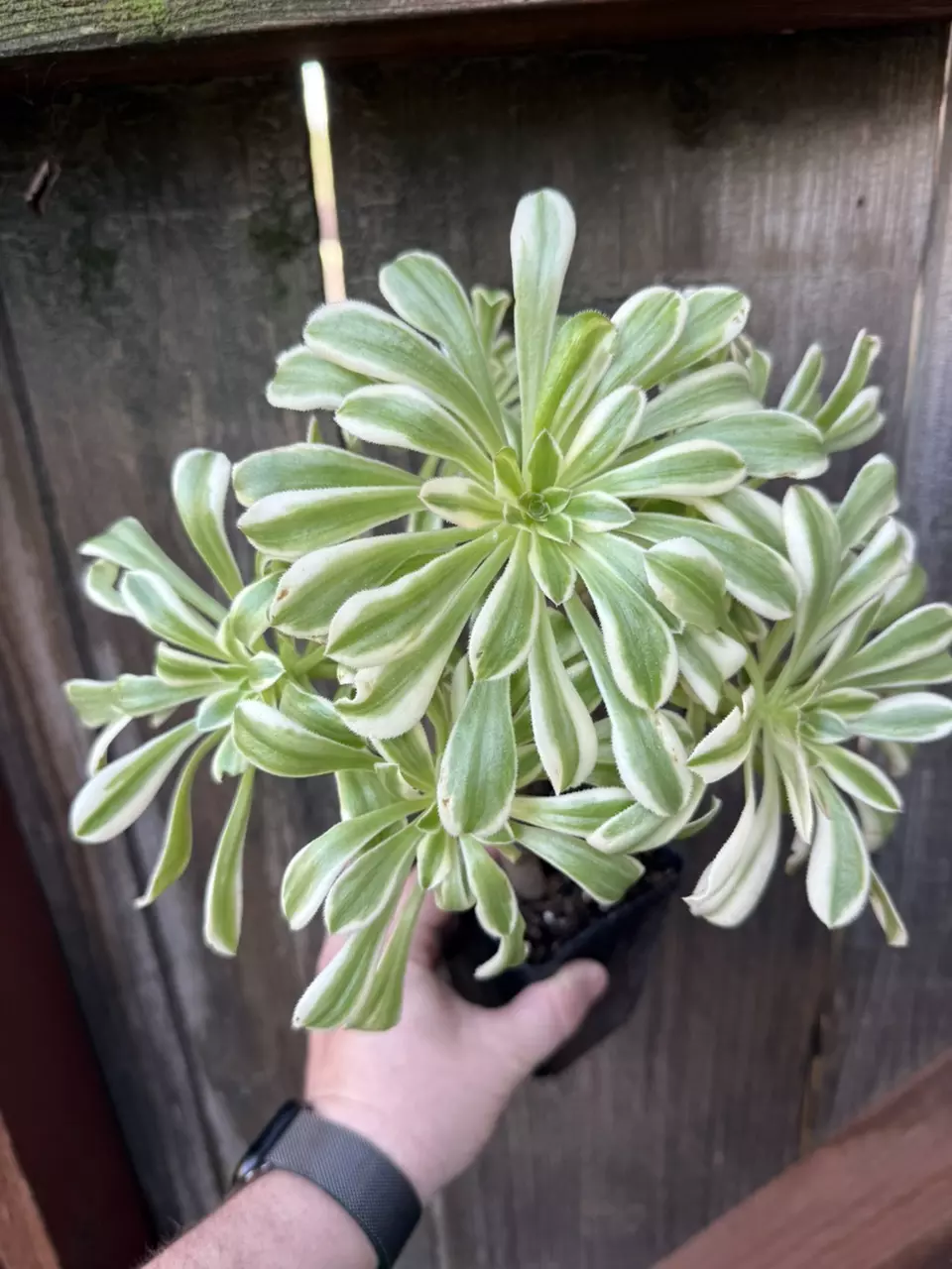 plant/Aeonium luteovariegatum-0