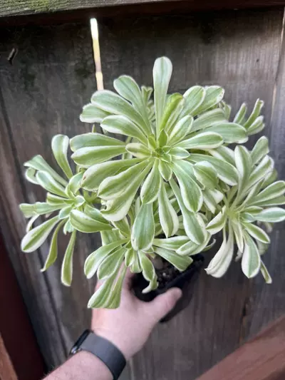 plant/Aeonium luteovariegatum-0-thumbnail
