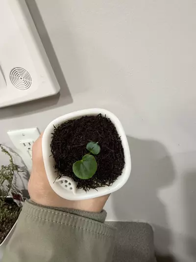 plant/Anthurium Red Vein Dark Phoenix x Dark Phoenix from AnthuriumPapa-3-thumbnail