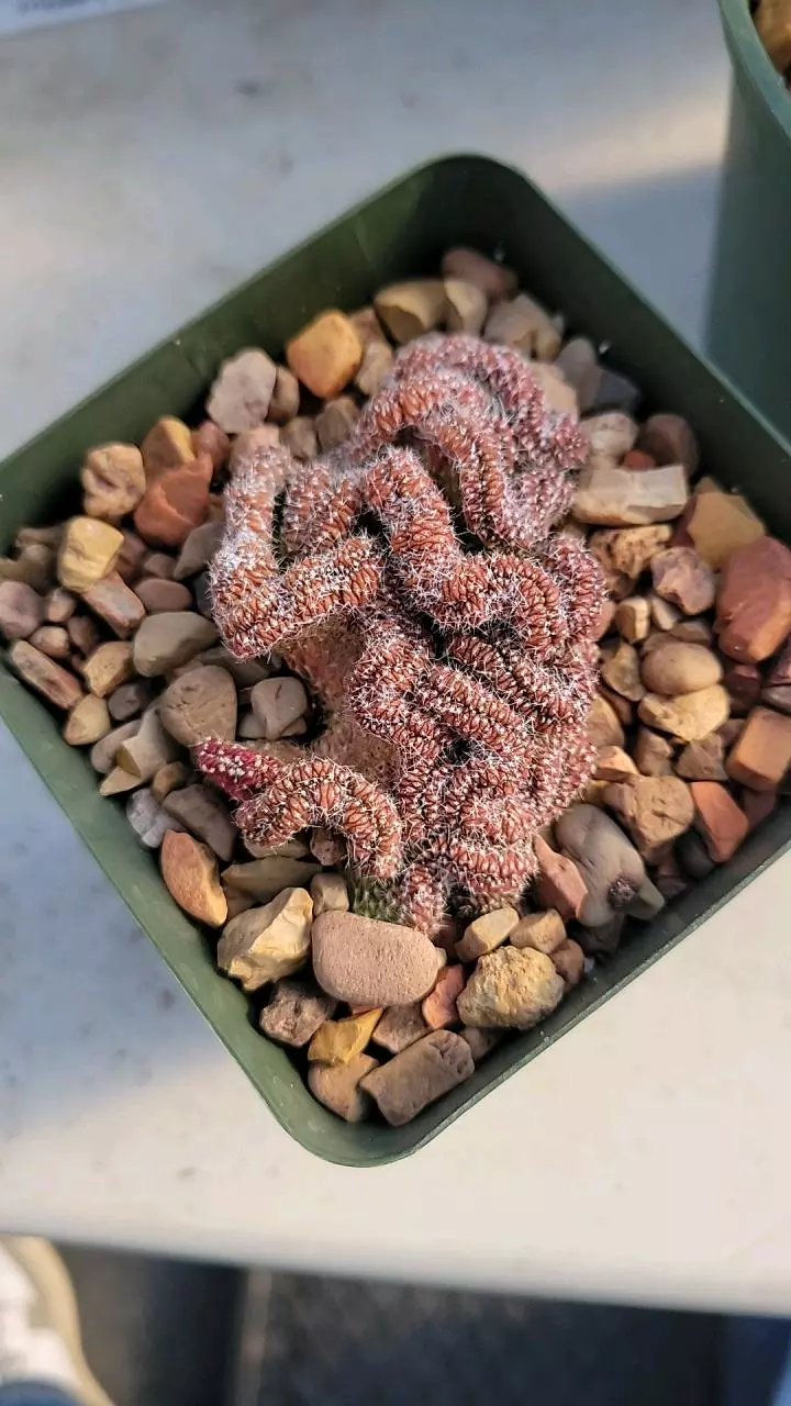 plant/Echinopsis minima crest-1