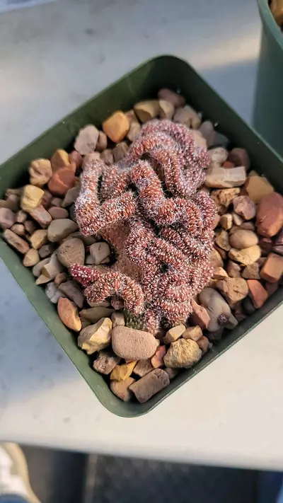 plant/Echinopsis minima crest-1-thumbnail