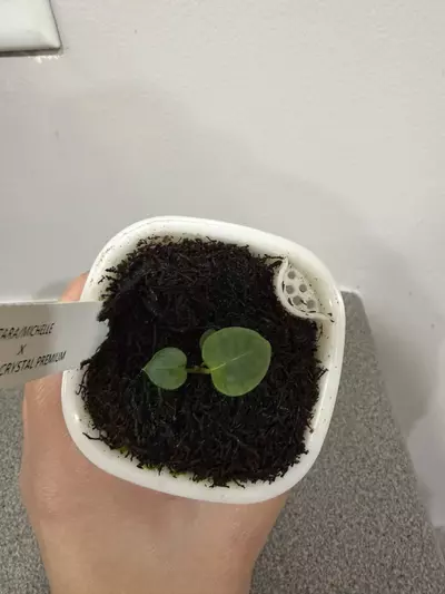 plant/Anthurium (Zara x Michelle) x Red Crystal Premium from Fontanimal-4-thumbnail