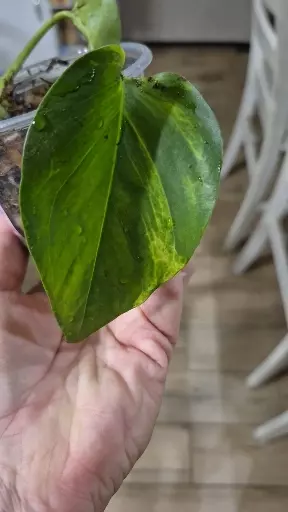 plant/8229 Epipremnum Aureum Monet Sol Pothos-1-thumbnail