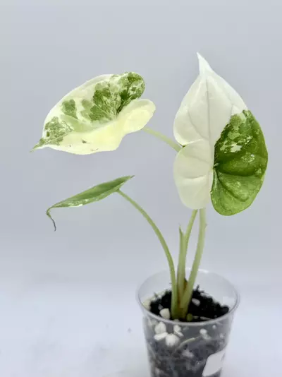 plant/Alocasia Dragonscale Albo-0-thumbnail