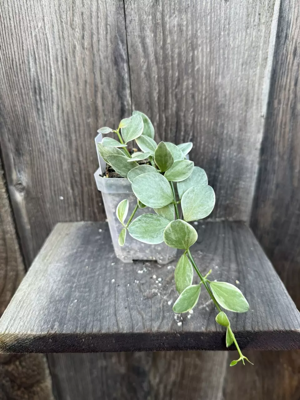 plant/Dischidia oiantha Variegata-0