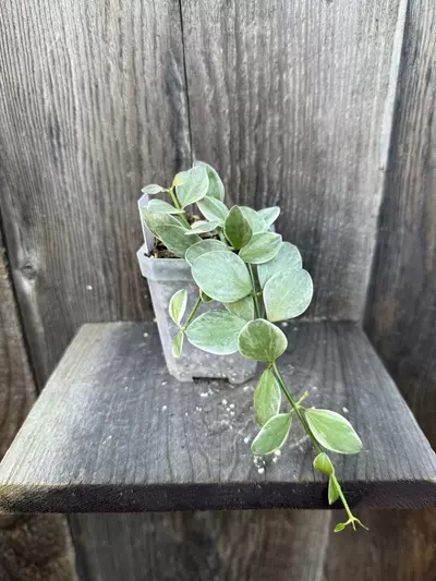 plant/Dischidia oiantha Variegata-0-thumbnail