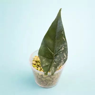 plant/Simpo albo-0-thumbnail