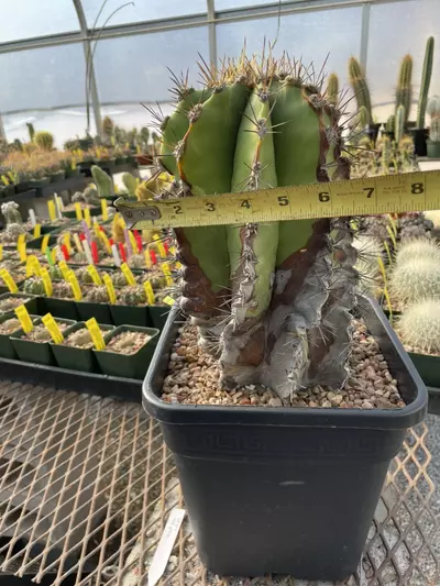 plant/Astrophytum ornatum, over 25 years old-2-thumbnail