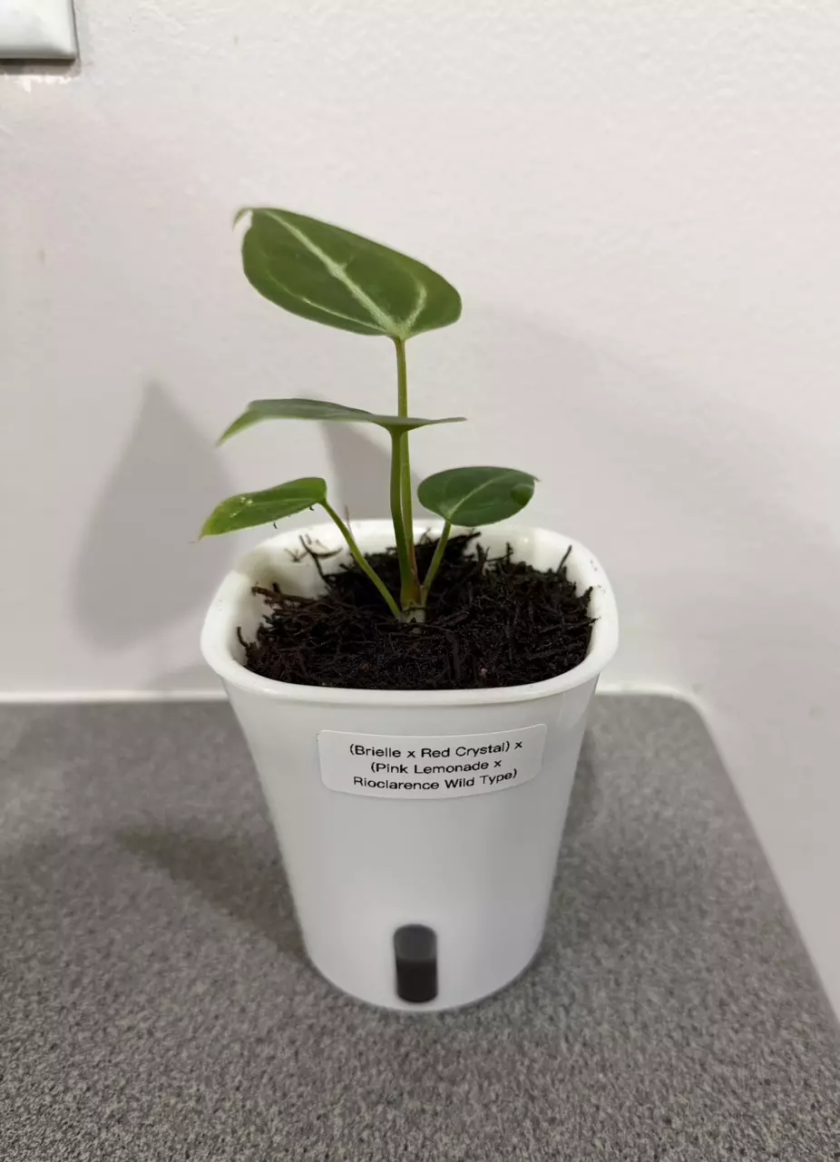 plant/Anthurium (Brielle x Red Crystal) x (Pink Lemonade x Rioclarence Wild Type)-0