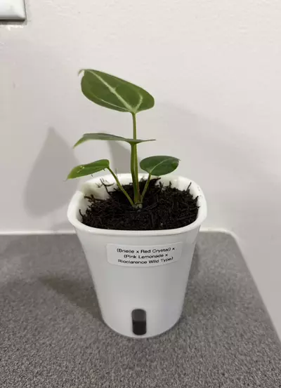 plant/Anthurium (Brielle x Red Crystal) x (Pink Lemonade x Rioclarence Wild Type)-0-thumbnail