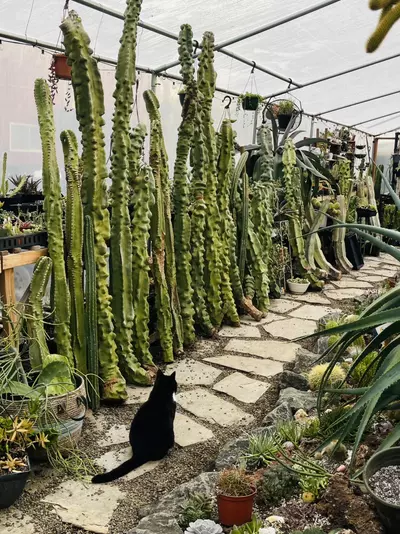 plant/Huge Totem Pole Cactus, 9 feet tall!!-1-thumbnail