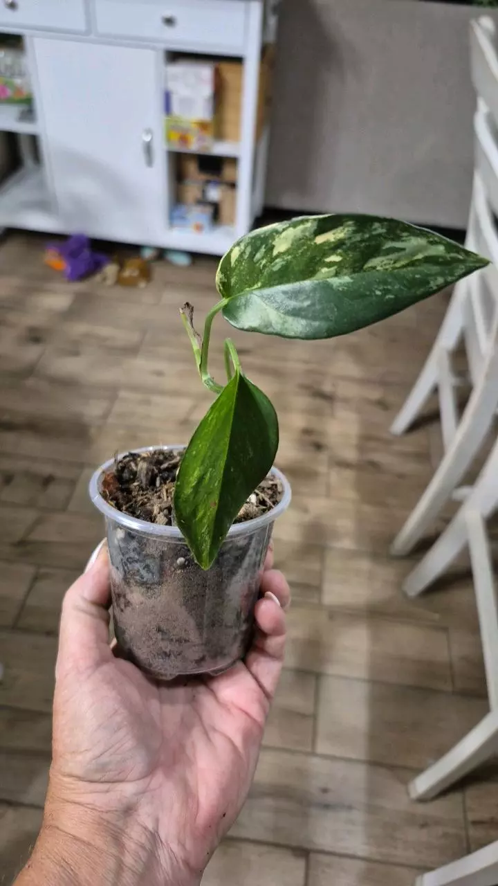 plant/8225 Epipremnum Pinnatum Albo-0