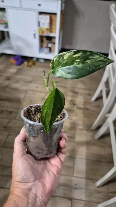 plant/8225 Epipremnum Pinnatum Albo-0-thumbnail