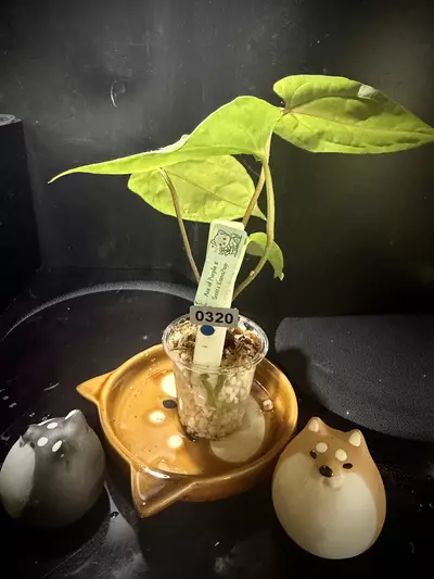 plant/Ace of Purple x Scott’s KunaPap 0320 B-3-thumbnail