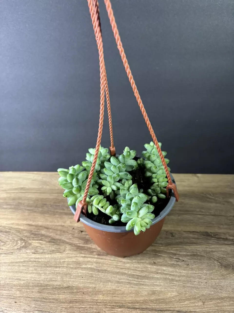 plant/Sedum Morganianum - Burros Tail aka Donkey’s Tail 6” HB-0