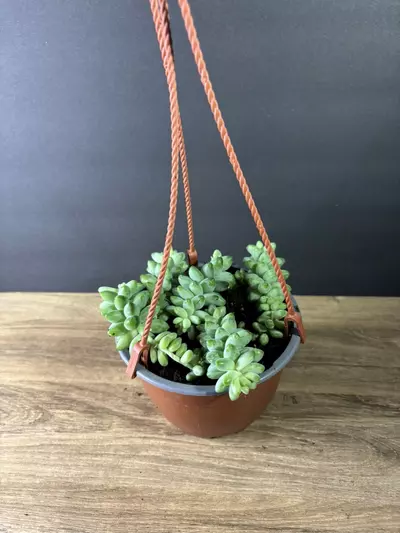 plant/Sedum Morganianum - Burros Tail aka Donkey’s Tail 6” HB-0-thumbnail