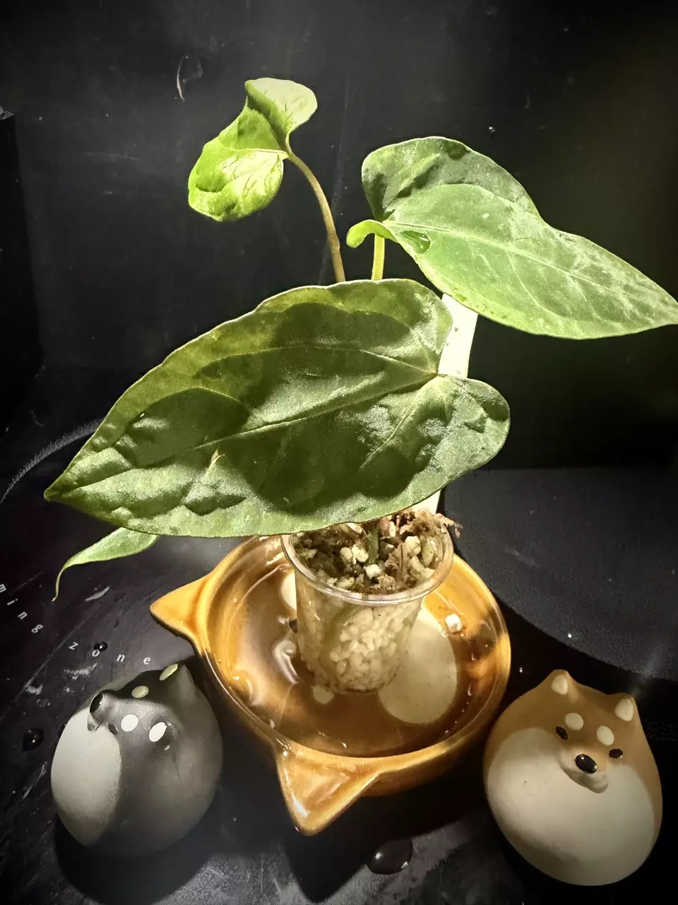 plant/Ace of Purple x Scott’s KunaPap 0320 B-1