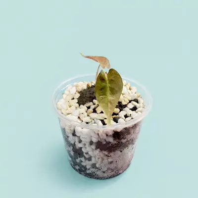 plant/Alocasia Polly Aurea-1-thumbnail